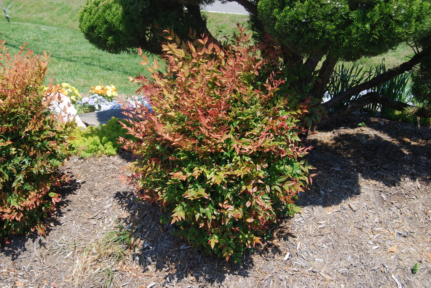 GULF STREAM NANDINA 1gal