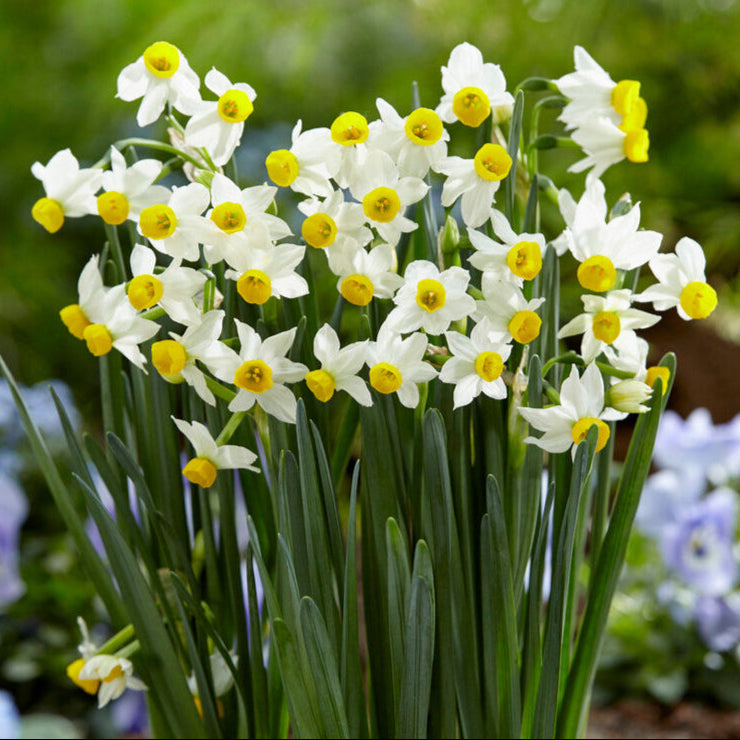 Narcissus - Daffodil Canaliculatus