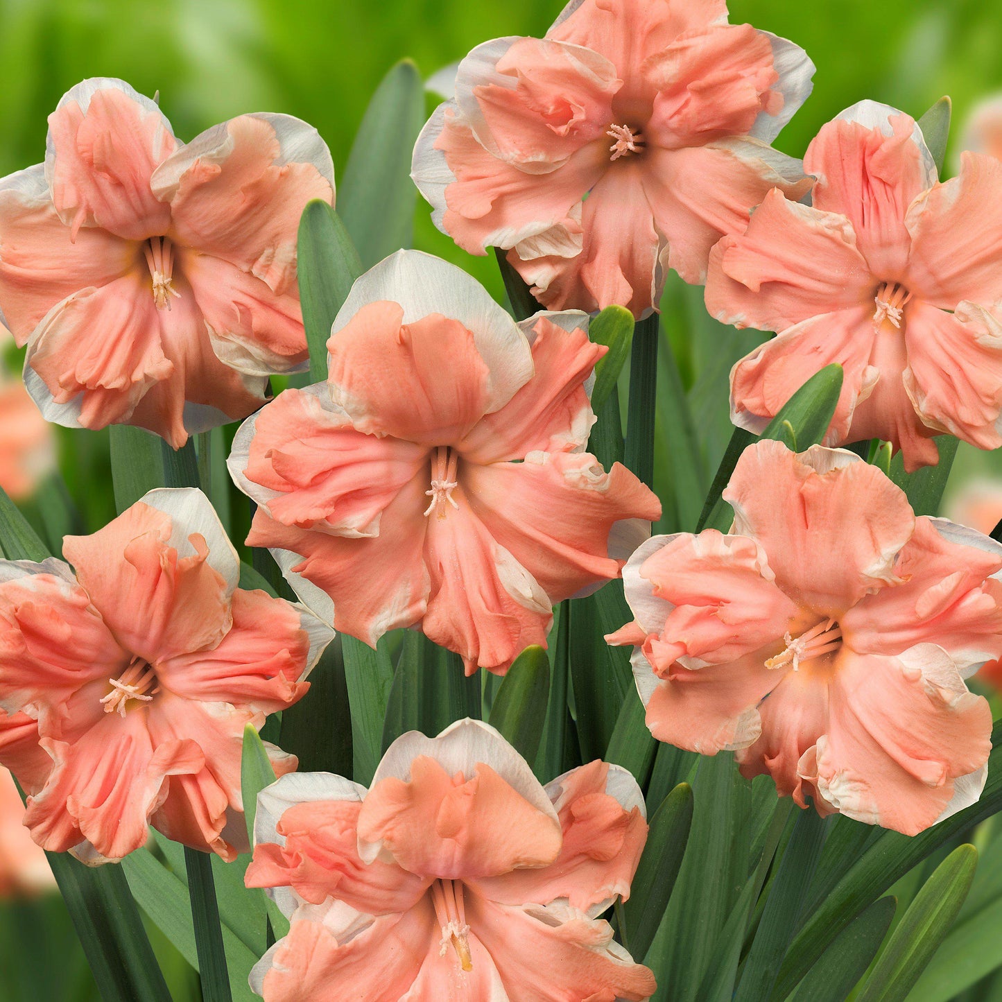 Apricot Whirl Daffodil - PreOrder