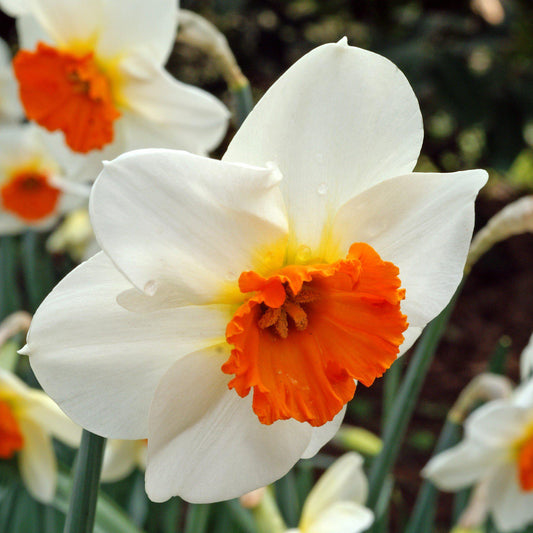 Barrett Browning Daffodil