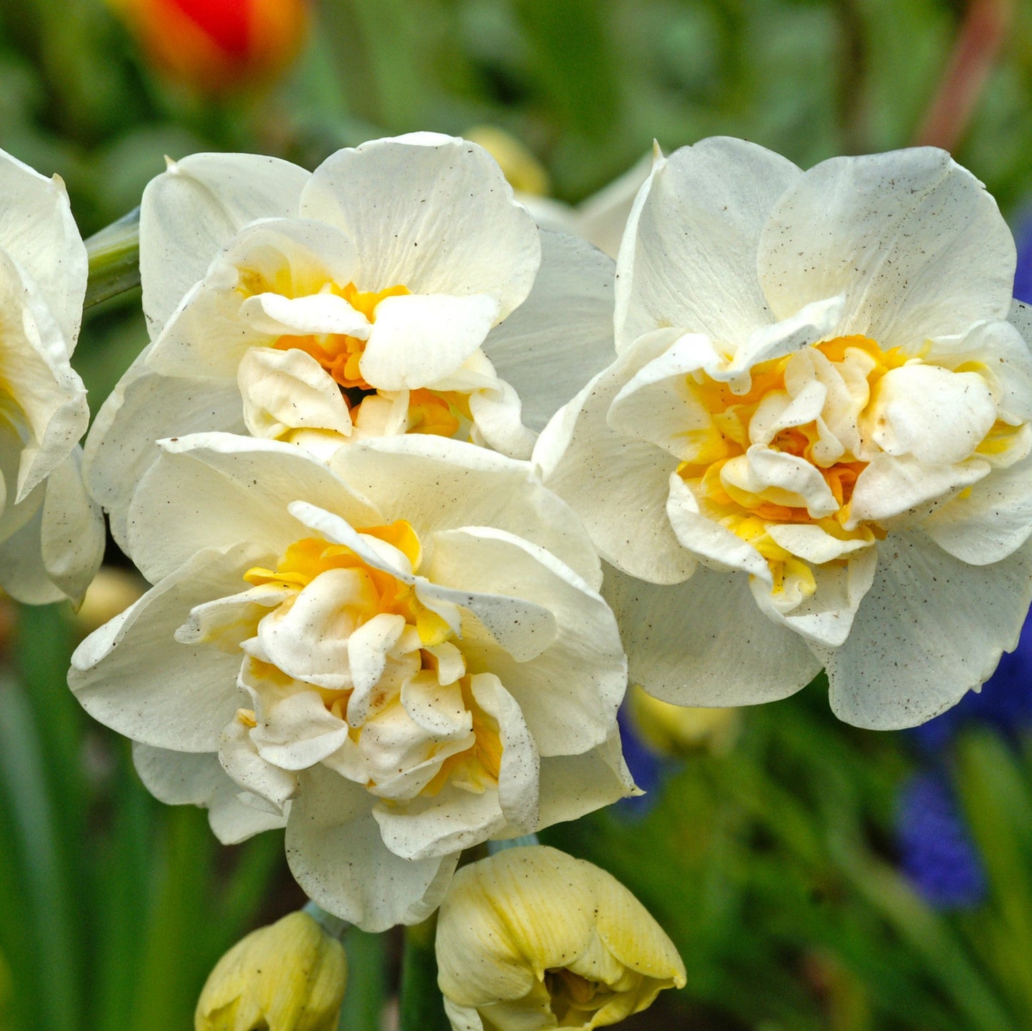 Narcissus - Daffodil Fluffy Doubles Mix