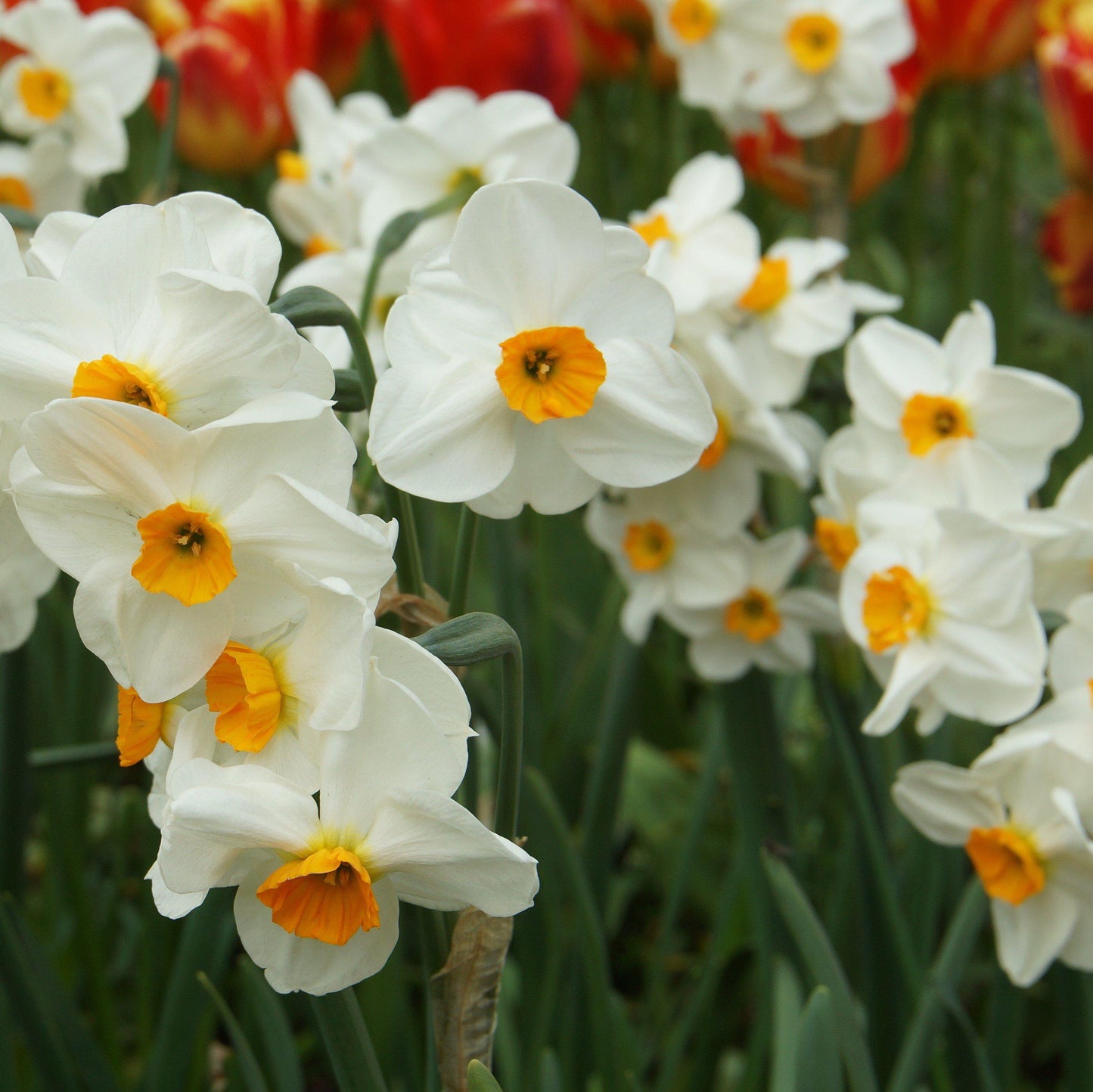 Narcissus - Daffodil Geranium