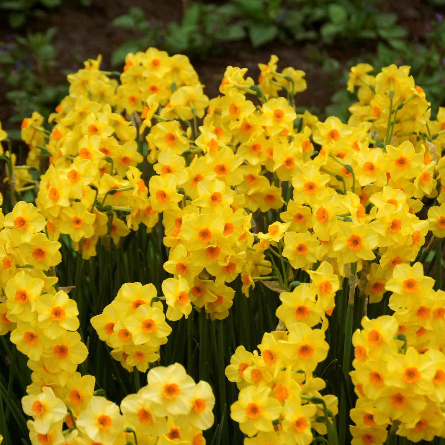 Narcissus - Daffodil Golden Dawn