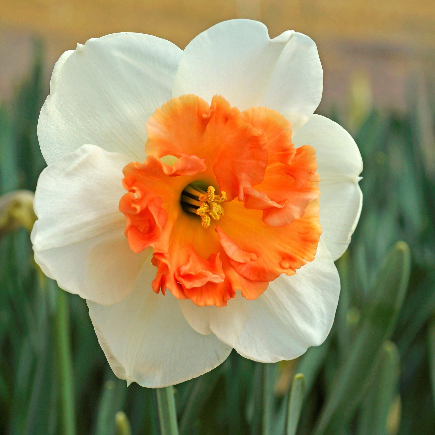 Precocious Daffodil - PreOrder