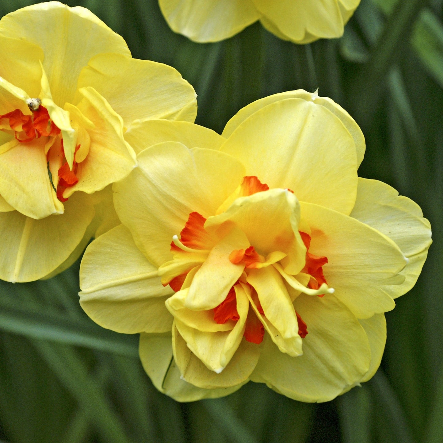 Narcissus - Daffodil Fluffy Doubles Mix