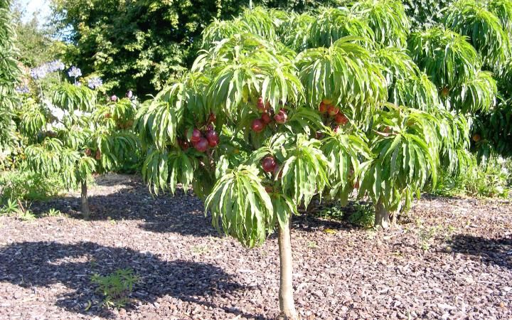 NECTAR BABE NECTARINE TREE DWARF 7gal