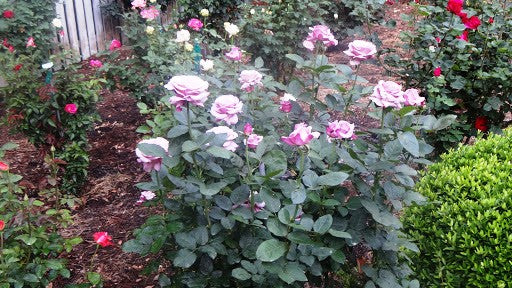 ROSE & FLOWER FOOD with SYSTEMIC 3.25lb