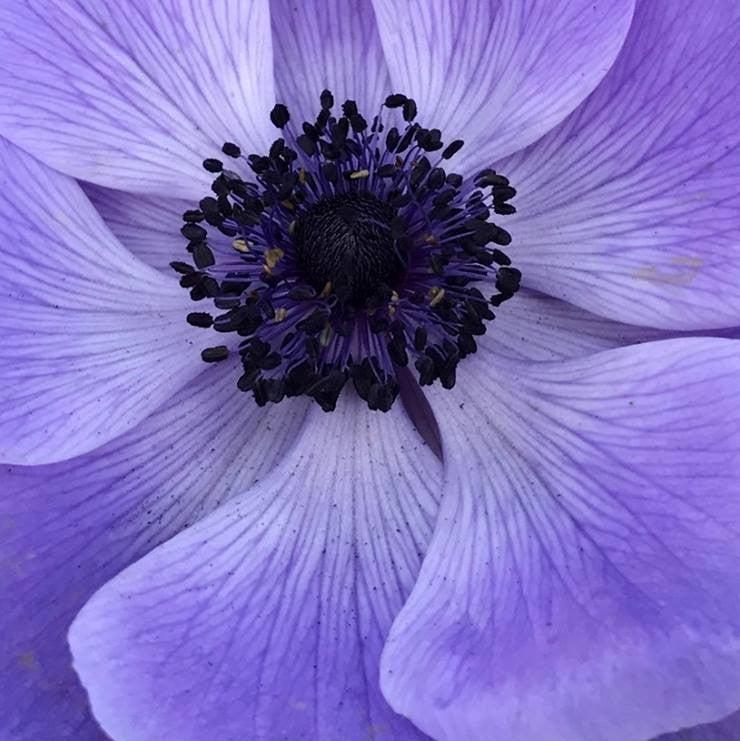 Italian Anemone - Mistral Plus Blu