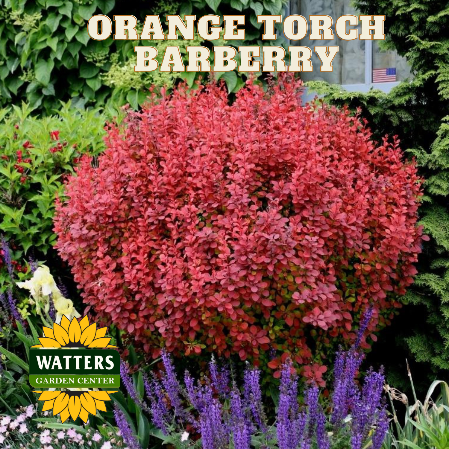 ORANGE TORCH BARBERRY 3gal – Watters Garden Center