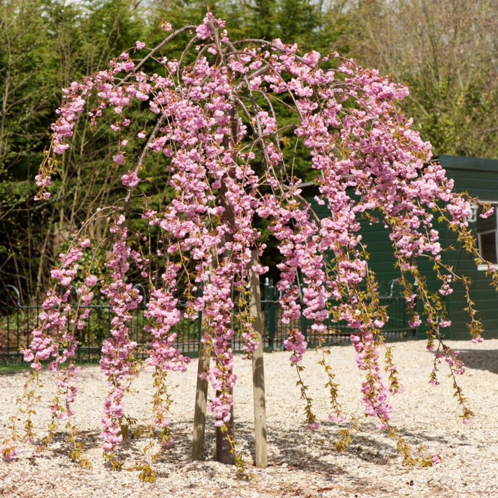 WEEPING FLOWERING CHERRY TREE 5gal