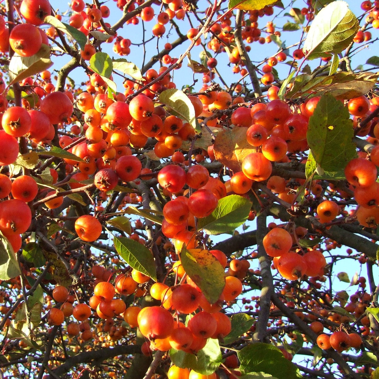 SNOW DRIFT CRABAPPLE TREE 15gal