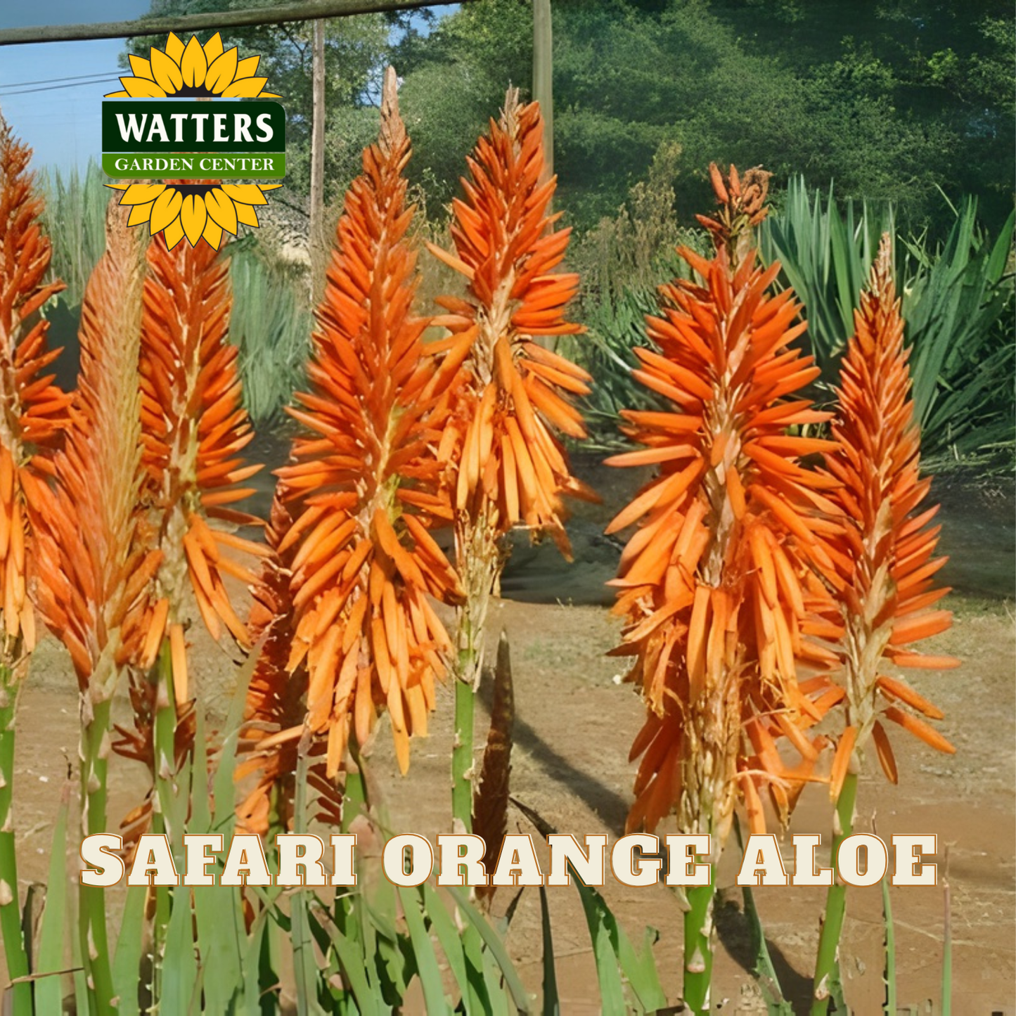 Orange aloe plants with 'Watters Garden Center' logo in the background