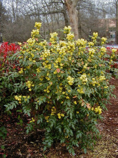 OREGON GRAPE MAHONIA 2gal