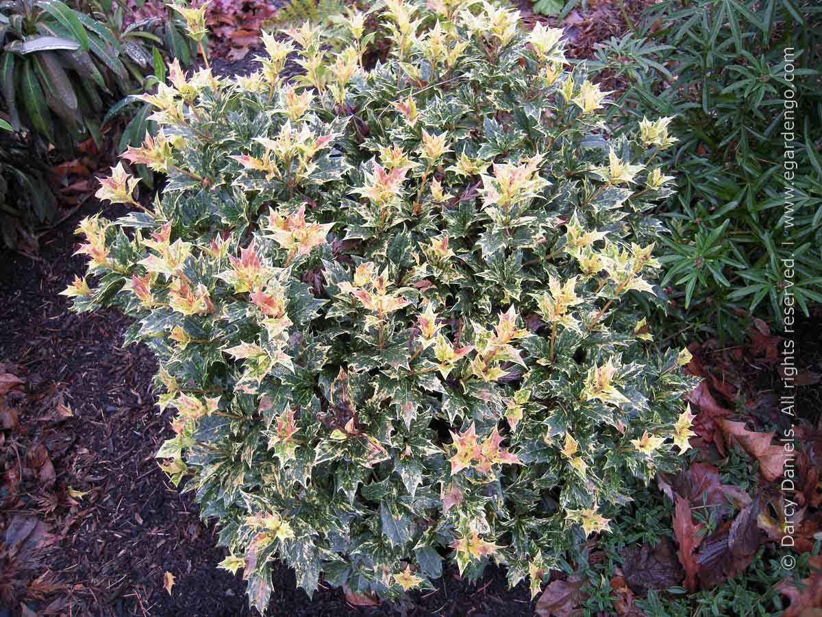 GOSHIKI OSMANTHUS HOLLY 5gal