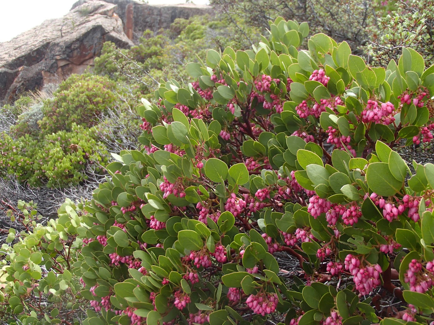 Manzanita Chieftain 3gal