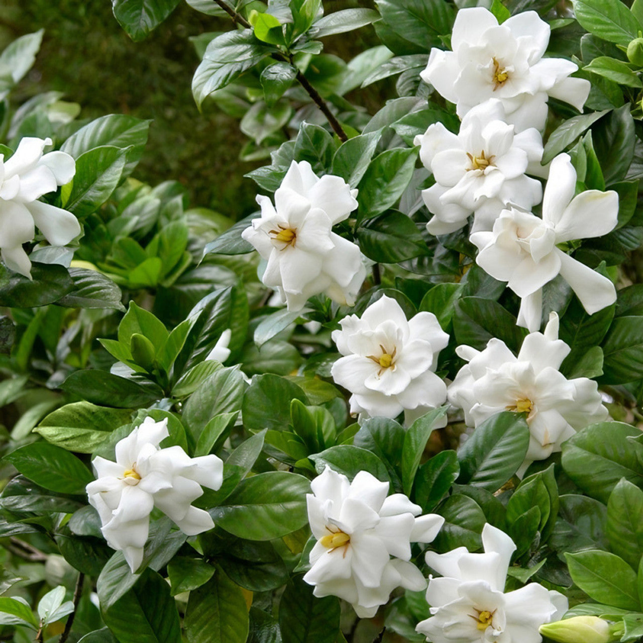 BIG BEAUTY GARDENIA 5gal