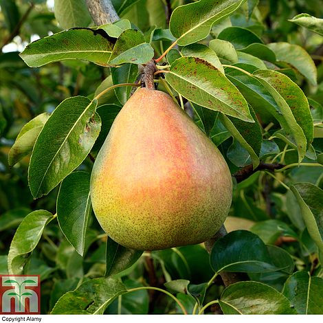 COCKTAIL PEAR 4 FRUIT IN ONE TREE 7gal