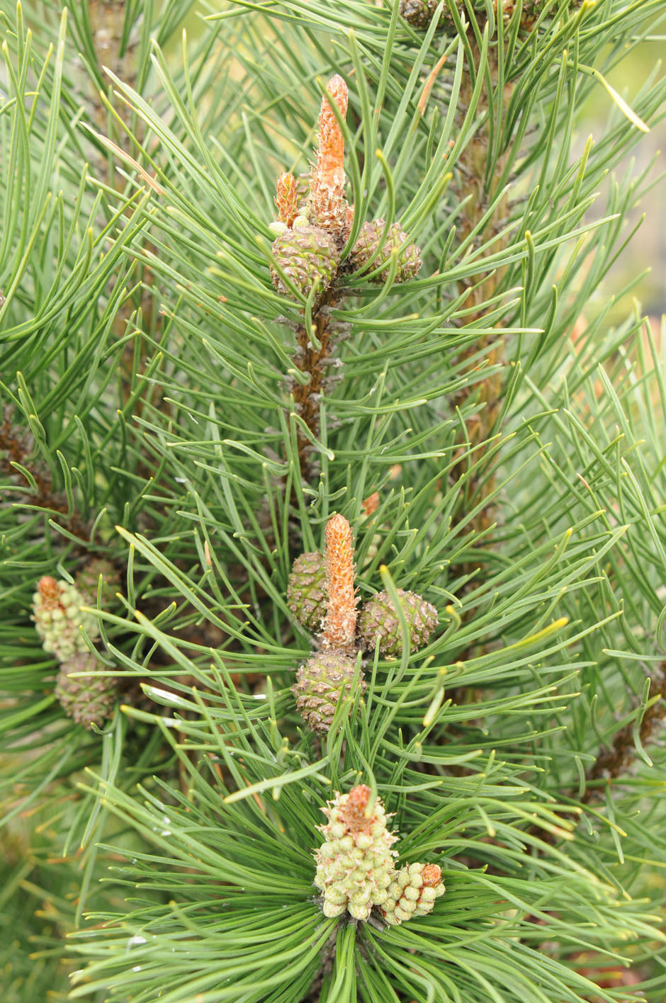 TANNENBAUM MUGO PINE 5gal