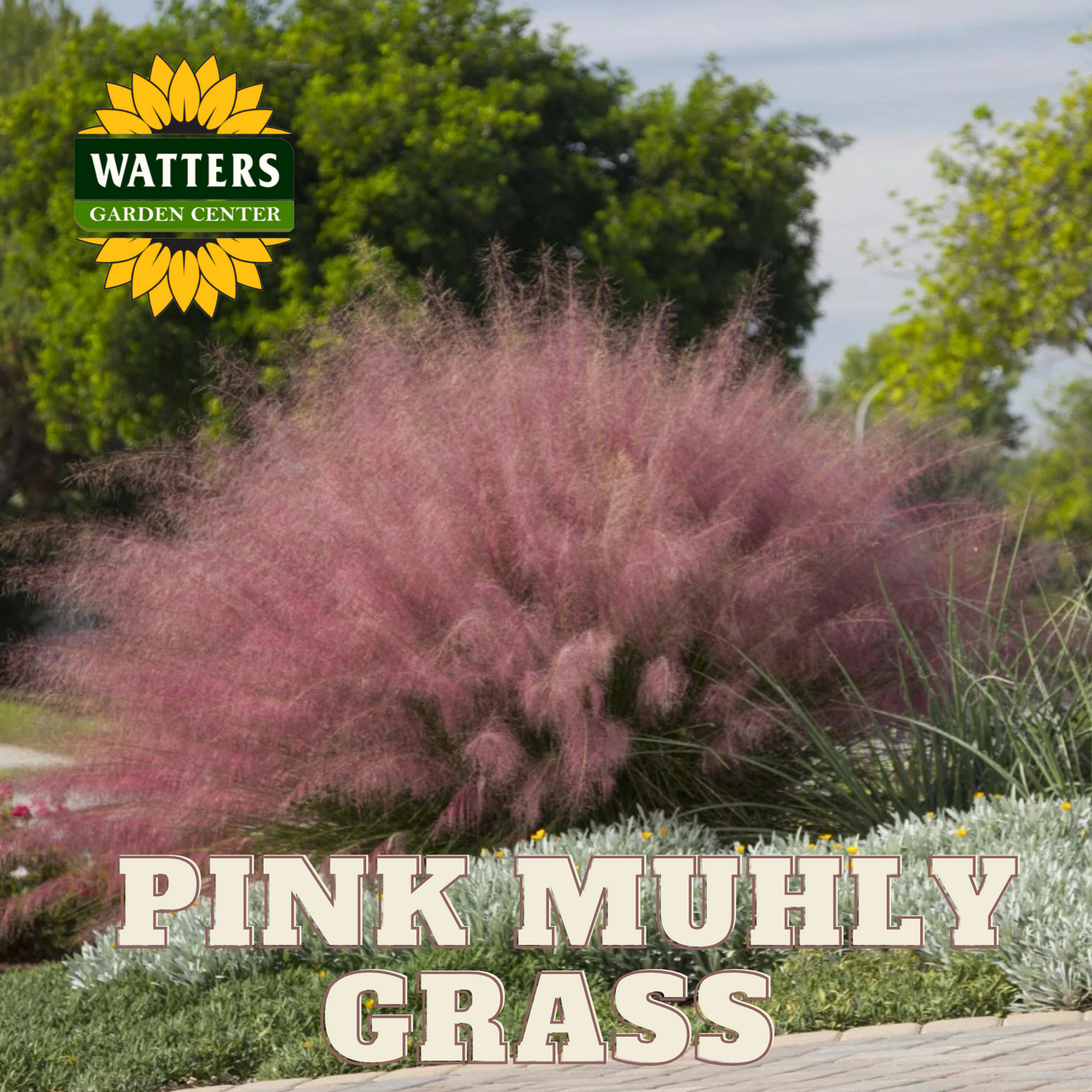 PINK MUHLY GRASS 5gal
