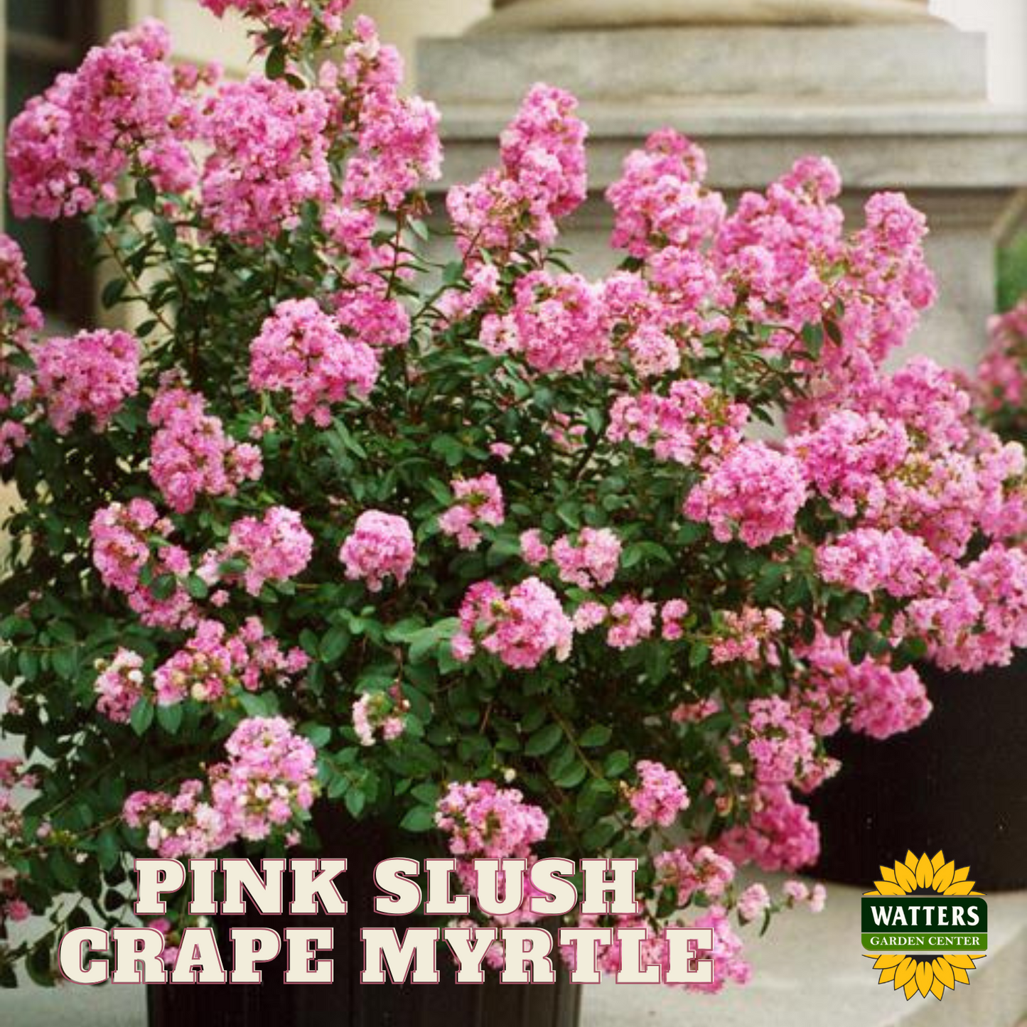 PINK SLUSH CRAPE MYRTLE 2gal
