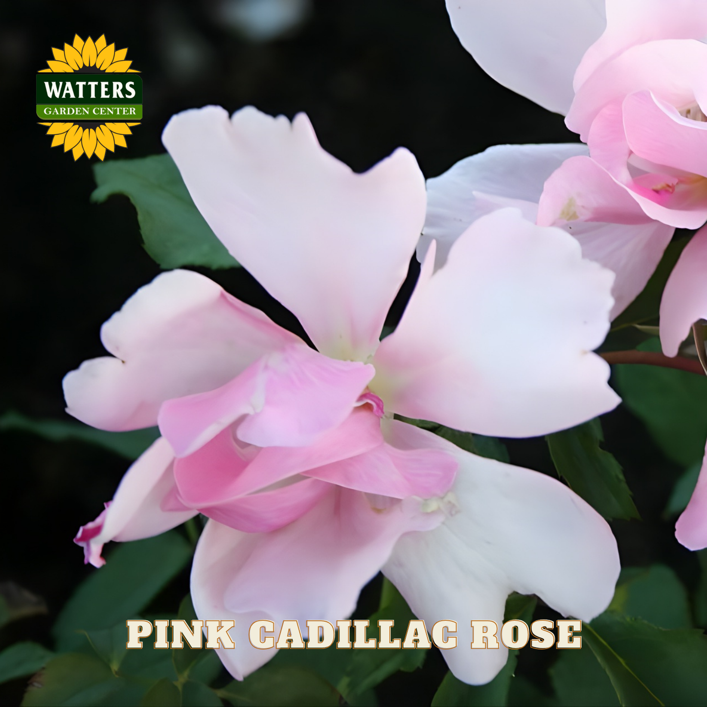 Close-up of pink Cadillac roses with Watters Garden Center logo.