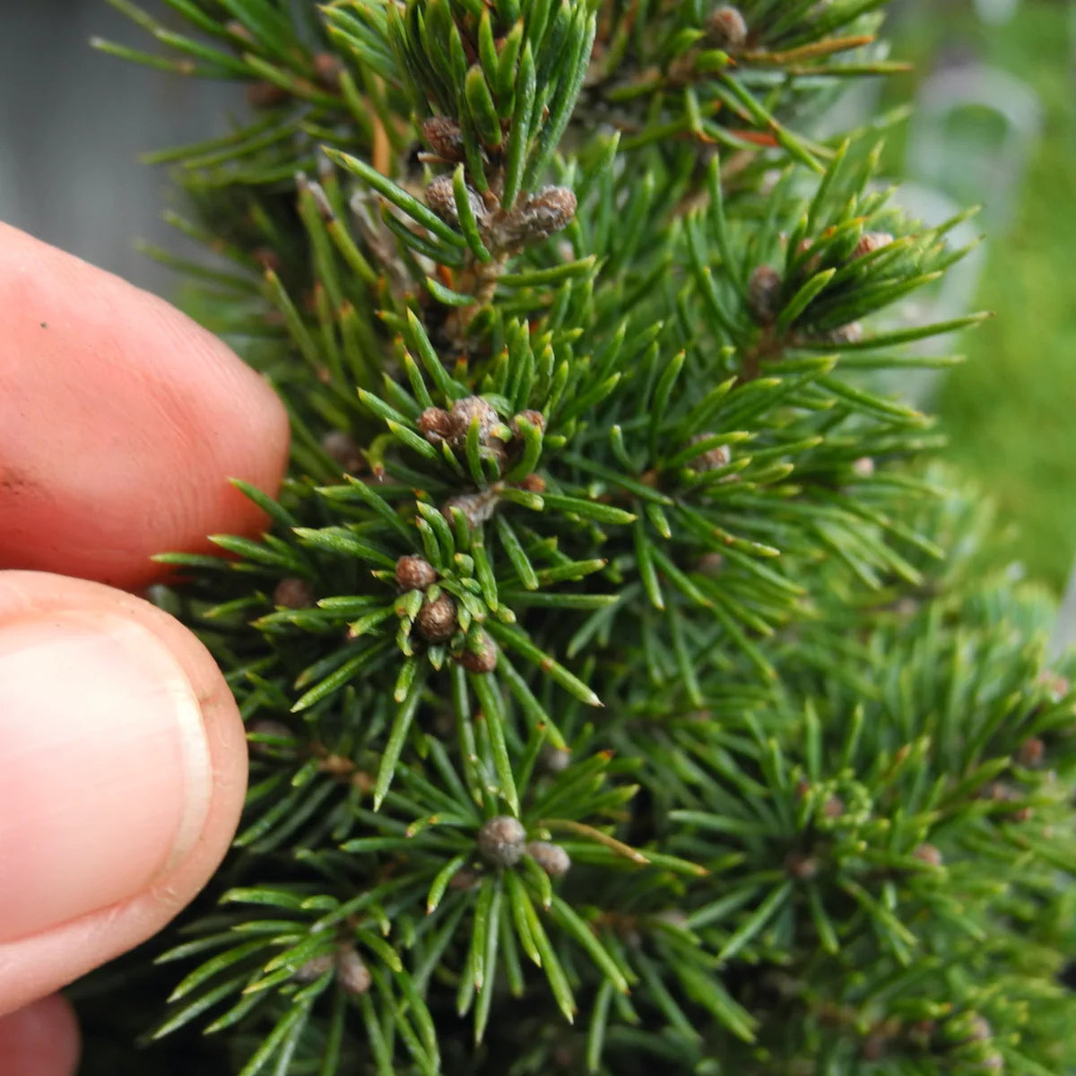 ALBERTA SPRUCE 2gal