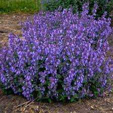 PICTURE PURRFECT CATMINT 1gal