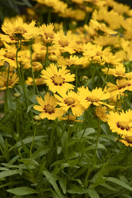 SOLANNA BRIGHT TOUCH COREOPSIS 1gal