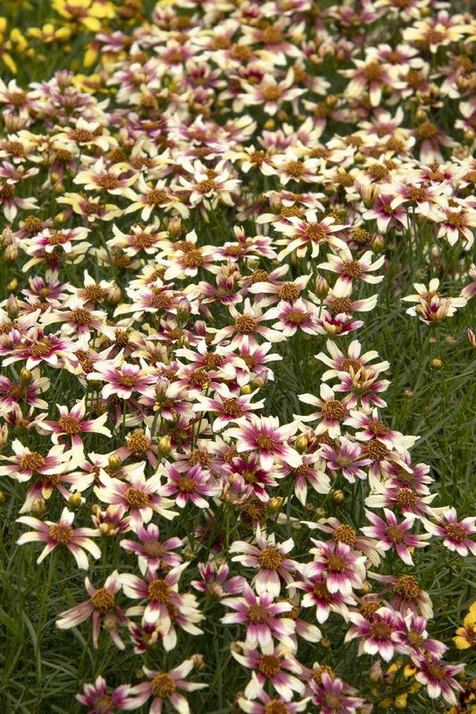 SUNSTAR ROSE COREOPSIS 1gal