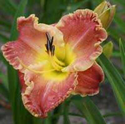 TITAN SKYE DAYLILY 1gal