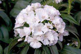 DASH&DART PINK MAGICIAN DIANTHUS 1gal