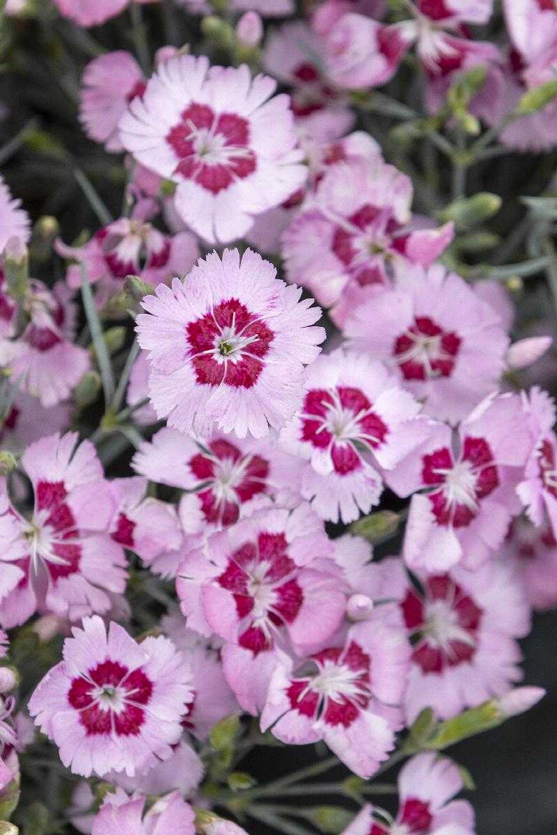 ANGEL OF PEACE DIANTHUS 1gal