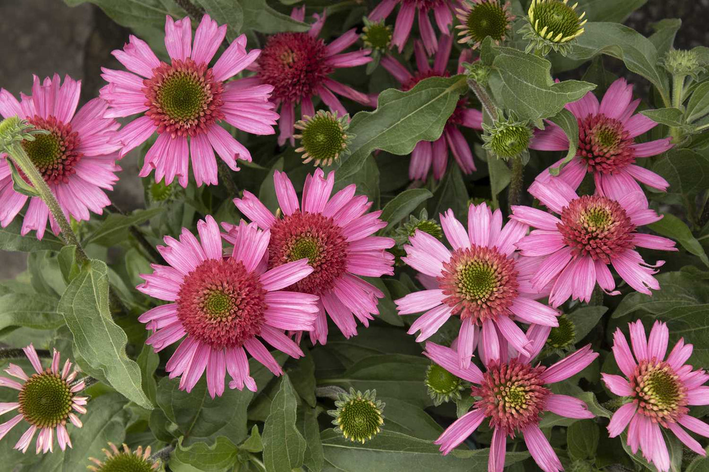 DELICIOUS CANDY ECHINACEA 1gal