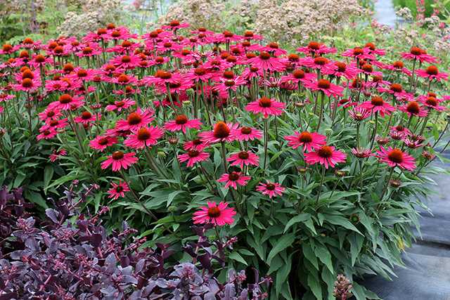 KISMET RASPBERRY ECHINACEA 1gal