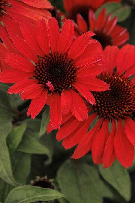 KISMET RED ECHINACEA 1gal