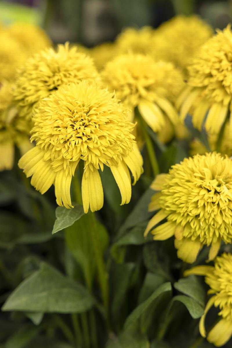SUNNY DAYS LEMON ECHINACEA 1gal