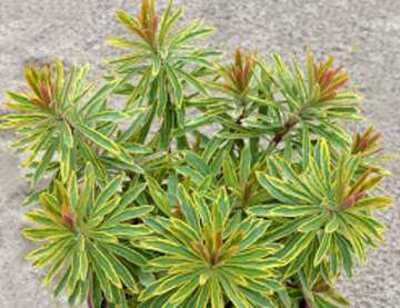 Euphorbia 1 Gallon