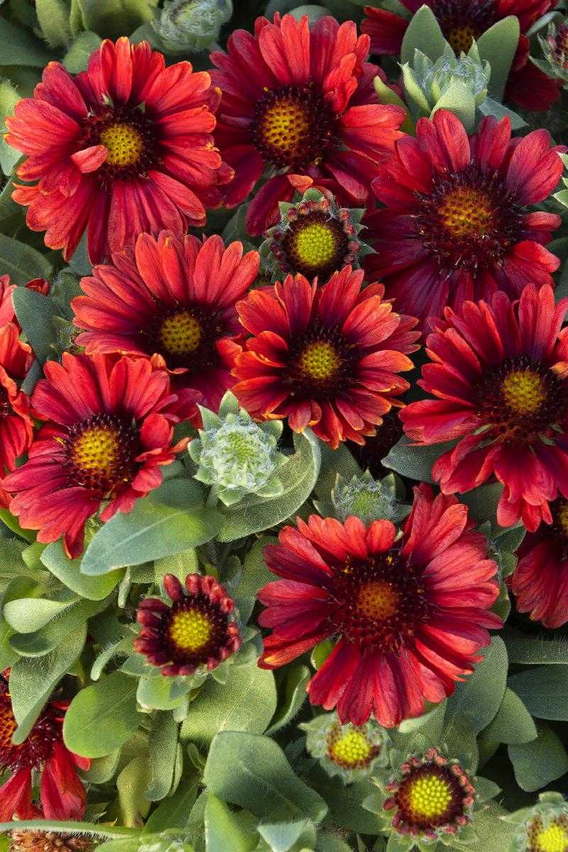 RED GAILLARDIA 1gal