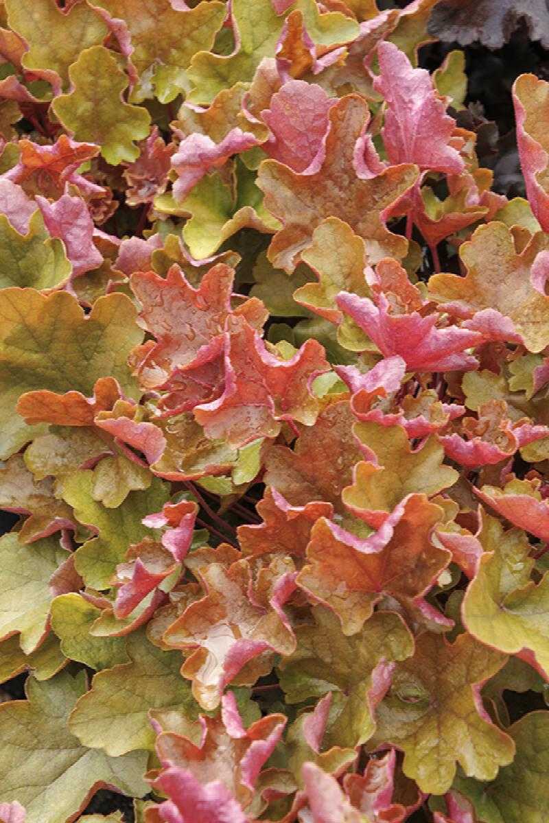 SIENNA SUNRISE HEUCHERA 1gal