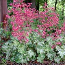 SNOW ANGEL HEUCHERA 1gal