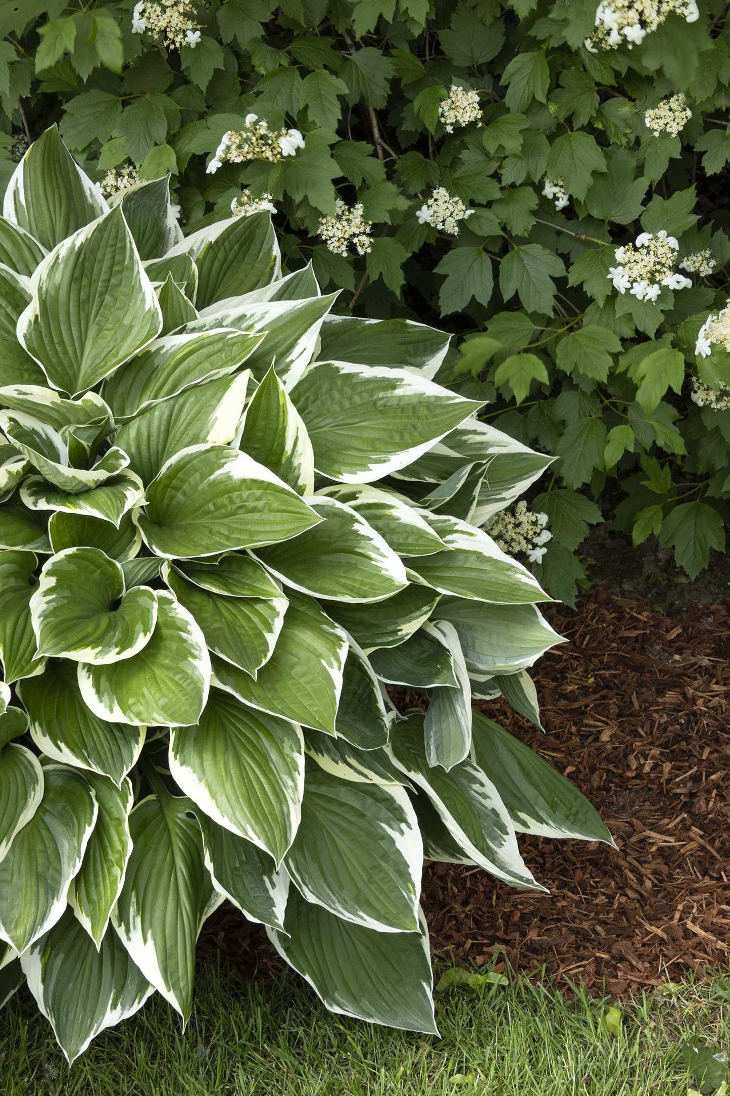 FRANCEE HOSTA 1gal