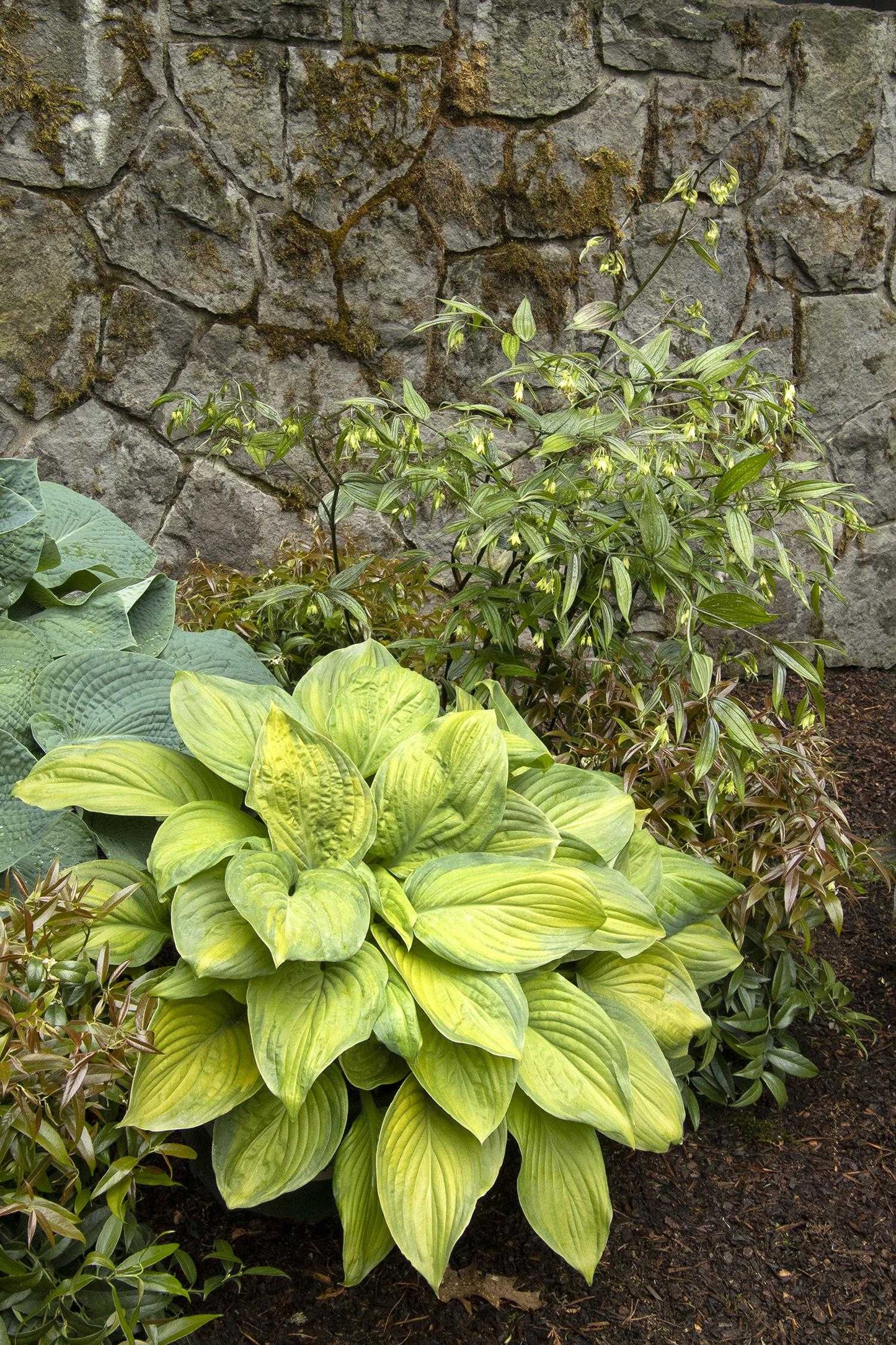 GUACAMOLE HOSTA 2gal