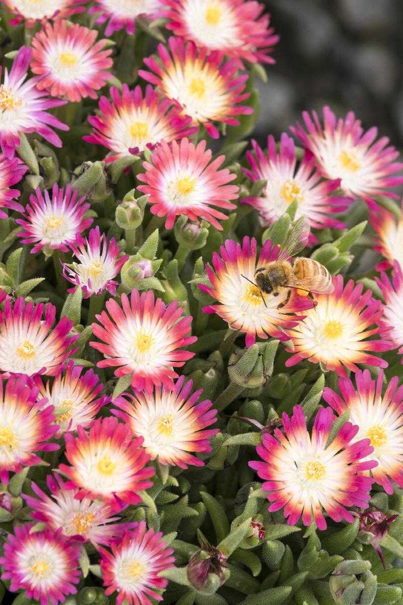 CANDY RED ICE PLANT LITTLE ONE