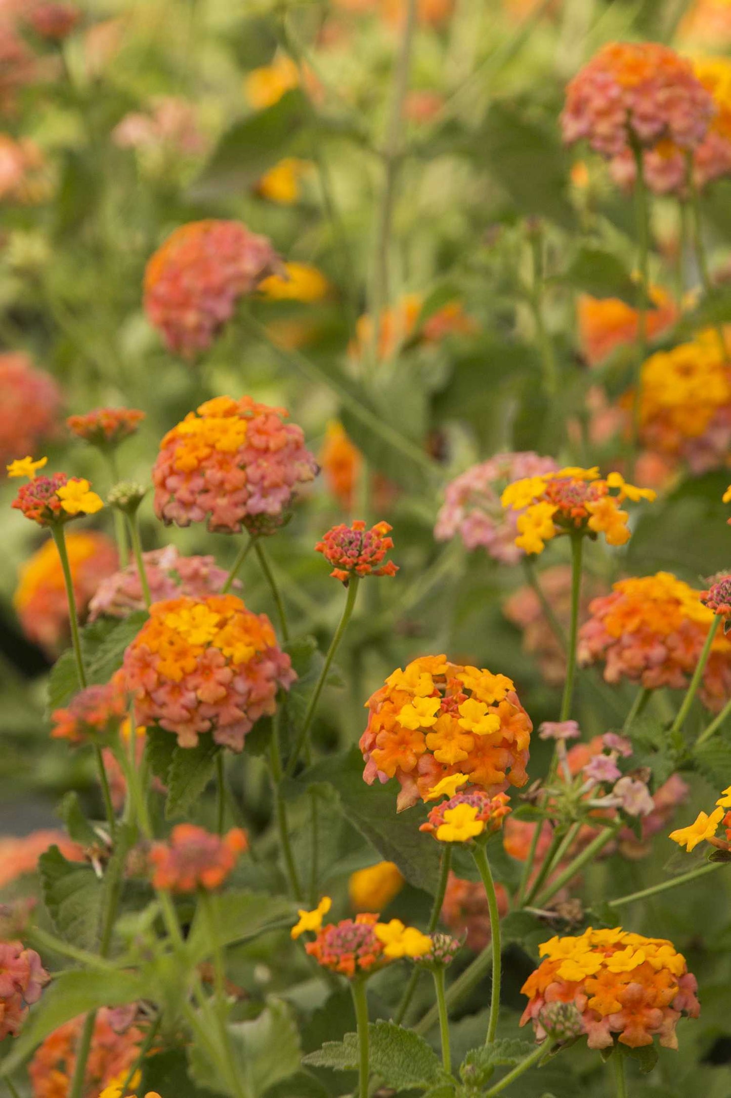 MISS HUFF LANTANA 1gal