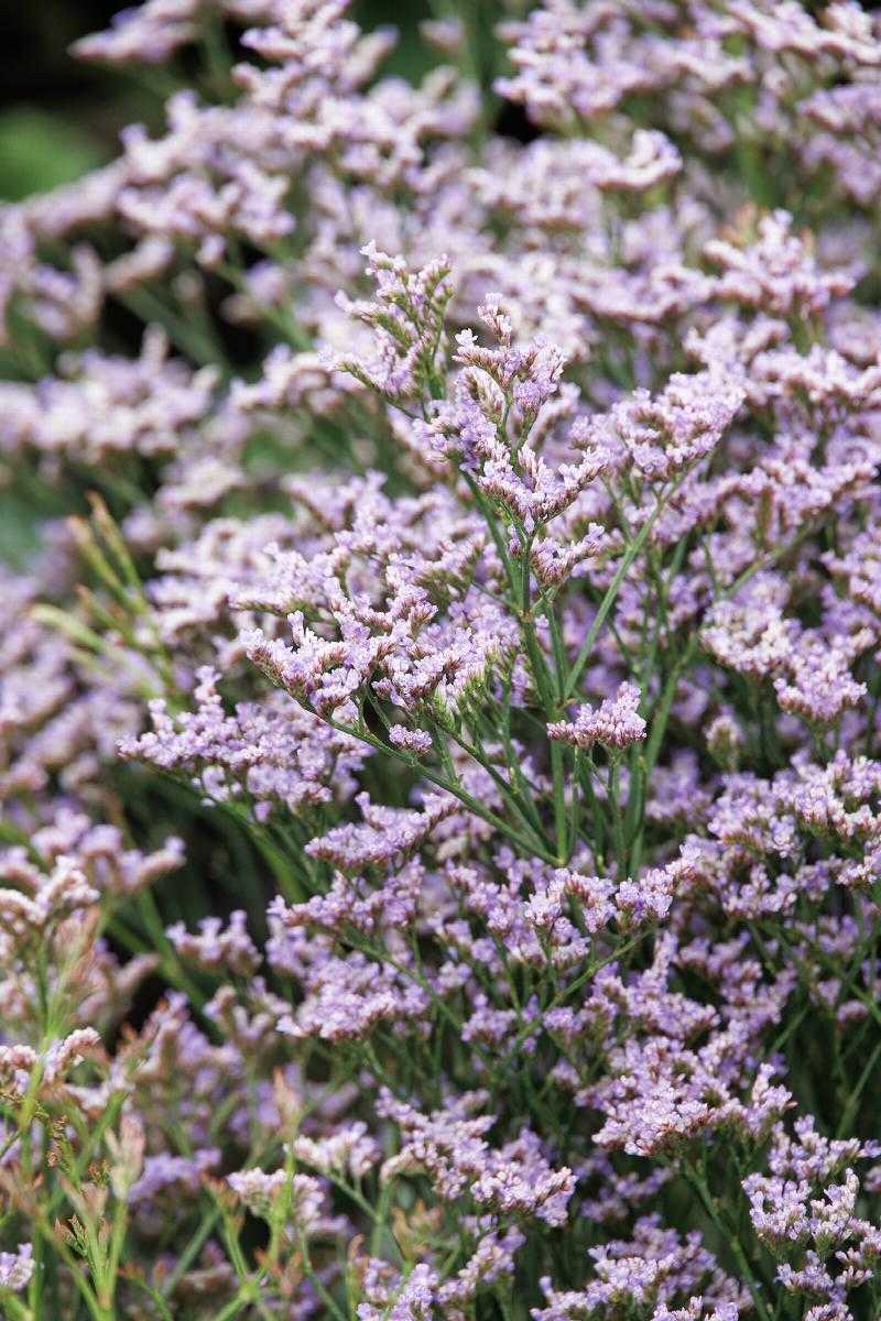 DAZZLE ROCKS LIMONIUM 1gal