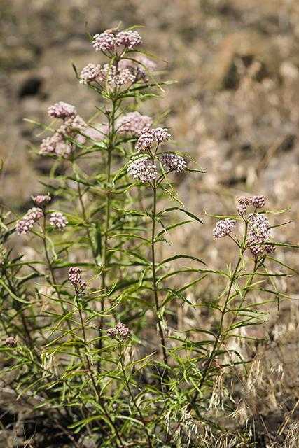 NARROWLEAF MILKWEED 1gal
