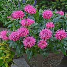 BEE MINE PINK BEE BALM 1gal