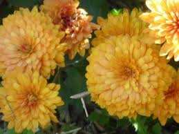 ASSORTED MUMS 1gal