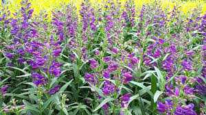 PRISTINE LILAC PENSTEMON 1gal