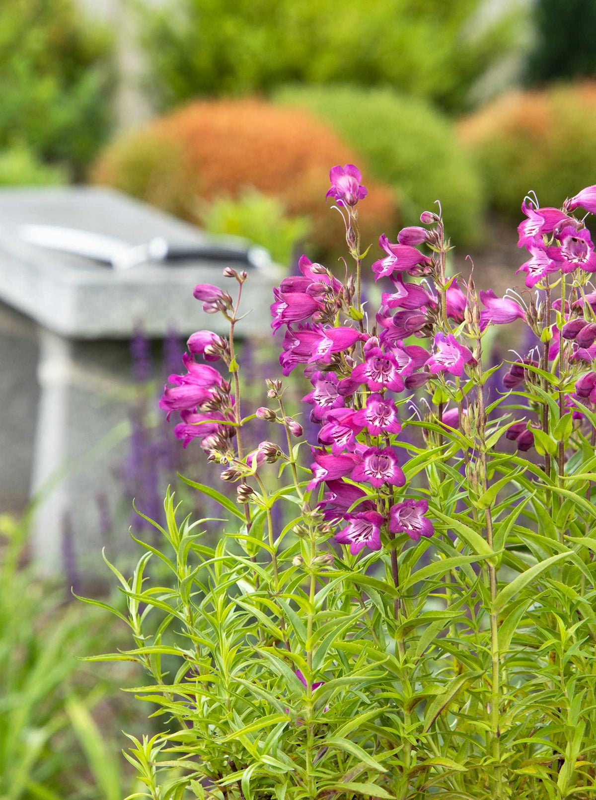 HARLEQUIN MAGENTA PENSTEMON 1gal